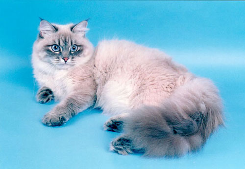 Сибирский колорпойнт или невская маскарадная кошка